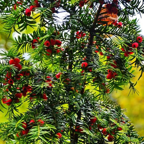 semi di tasso Taxus baccata, piantare semi, piantare alberi bonsai, piante in crescita piante da giardino resistenti perenni piante resistenti in vaso baumsamen piante sempreverdi 300pcs