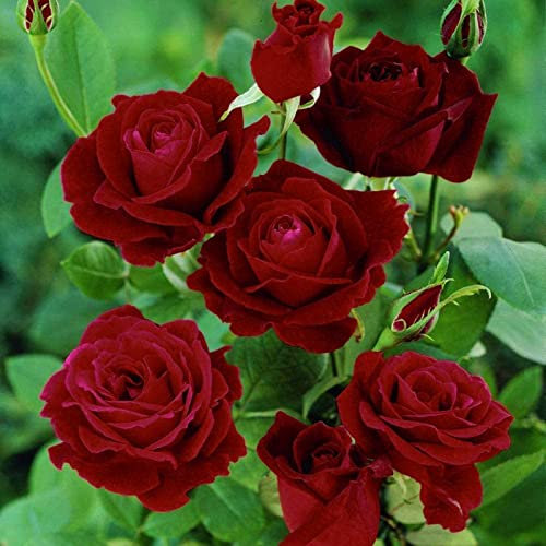 Haloppe 100 Stücke Pelargonium Hortorum Blumen Pflanzen Samen für Hausgarten Pflanzen, Pelargonium Hortorum Samen Duft Zierblumen Samen Rot