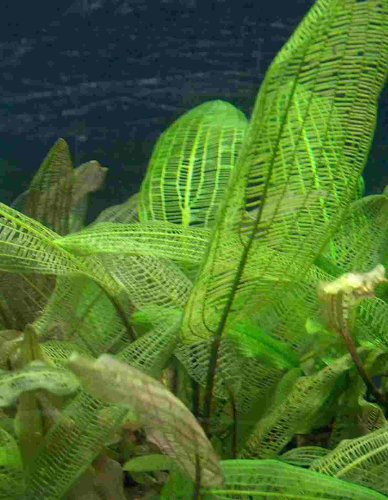 Aponogeton Mix 3 variétés différentes, des plantes de pots