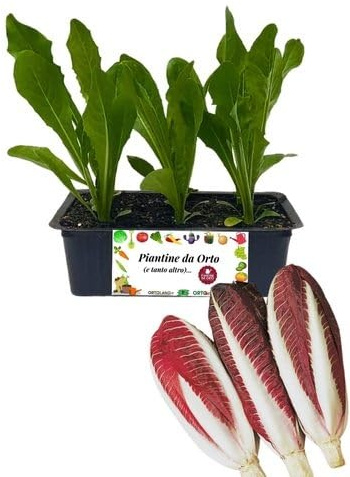 P. Piantine da Orto | Radicchio Treviso Tardivo, Kit 9 Piantine, Pianta Pronta per il Trapianto, Pianta Vera da Orto, da Balcone e da Esterno, Vivaio Italiano