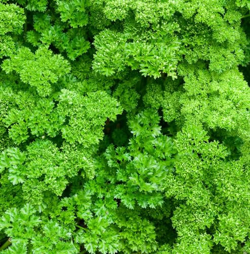 Carbeth Plants - Parsley Herb Plant - Moss Curled in 9cm Pot - Fresh Herb Plant for Use in The Kitchen