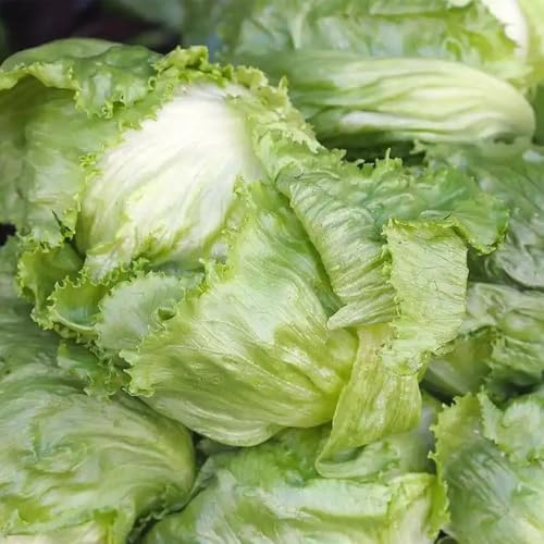semi di lattuga iceberg aiuole rialzate per giardino lattuga iceberg fresca da appartamento esotiche, decorazione da giardino all'aperto coltivazione 500pcs