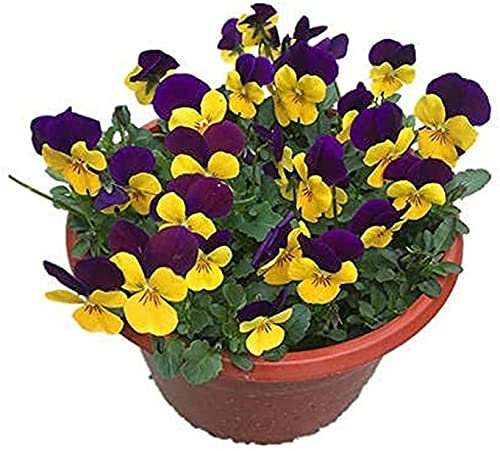 200 Pezzi Semi di viola del pensiero Fiori colorati e carini Semi di cimelio perenni di piante da fiore decorative nel giardino Balcone Recinzione Cortile Piantagione efficiente all'aperto