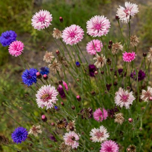 semi di fiordaliso, Vecchie varietà resistenti decorazioni giardino per esterni roccioso serre balcone decorative biologici 1000pcs