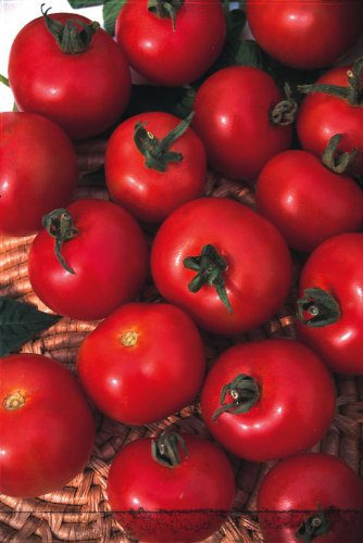 JustSeed - Tomato - Moneymaker - 100 Seed - Economy Pack
