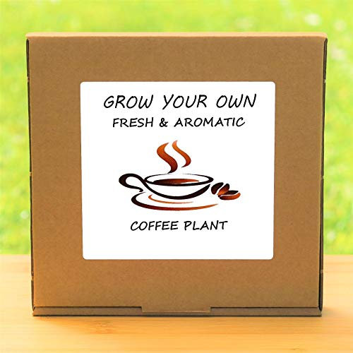 Portal Cool Développez votre propre kit de caféier - Set intérieur Windowsill Jardinage cadeau