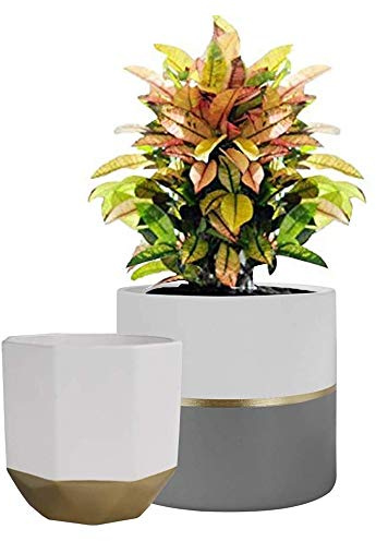 NINGVONG Nepenthes Plantas en macetas, Plantas de Flores, Repelente de Mosquitos de Interior, Plantas de araña purifican el Aire@Jaula de Cerdo Grande_Cuenca