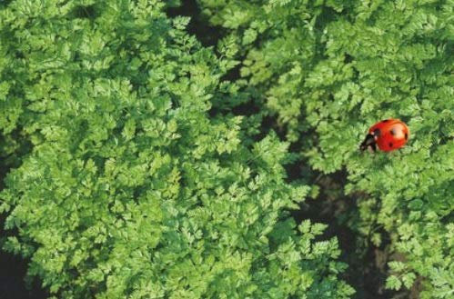 Pcs - 40x Cerfeuil Eko - Cerfeuil Légumes Graines Jardin KS470 - Seeds & Plants Shop by Ipsa