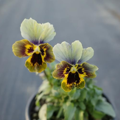 viola del pensiero - Viola tricolore - semi resistenti balcone decorativi selvaggi ufficio semi selvaggi giardino interni 50pcs