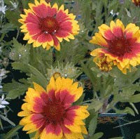 Gaillarde 'Lutin' - (lot de 3 pieds)