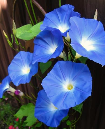 Semi fiori IPOMEA O CAMPANELLA BLU In Busta Ermetica MADE IN ITALY Qualità superiore con 95% di germogliazione con istruzioni