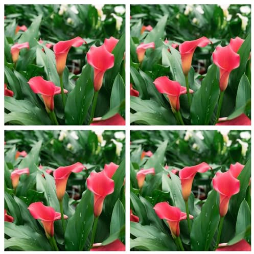 Bulbi di Calla Decorativi in ​​Vaso per Balcone, Coloratissimi Gigli di Calla-8bulbi-G