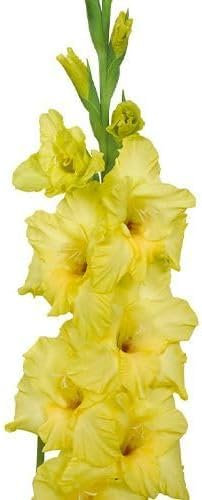 Gladiolen Gelb, 10 Zwiebeln aus Holland, echte große Gladiolenpflanzen für Garten und Töpfe (keine Samen, nicht künstlich und winterhart)