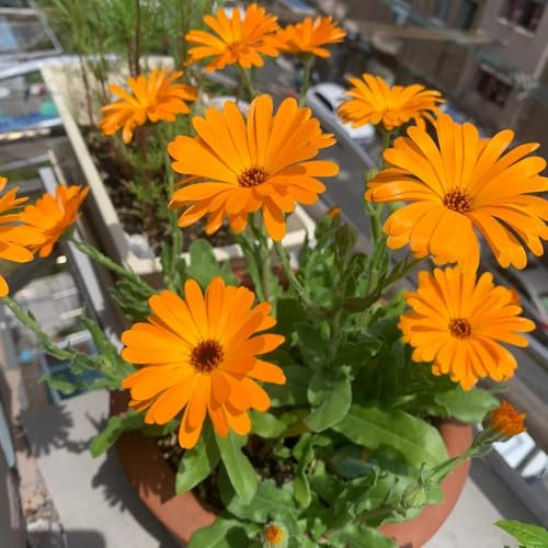 semi di calendula biologici - balconi rialzati resistenti primaverili decorazione ufficio giardino 600pcs