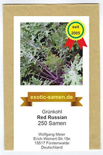 Grünkohl, Fiederkohl - Red Russian - zarter und süßer - Babykale - samenfeste Sorte - 250 Samen