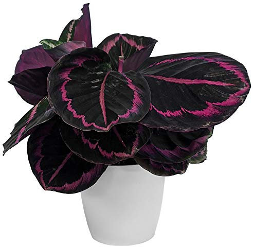 Calathea Surprise Star Indoor Plant for Home or Office (25-35cm Incl Pot)