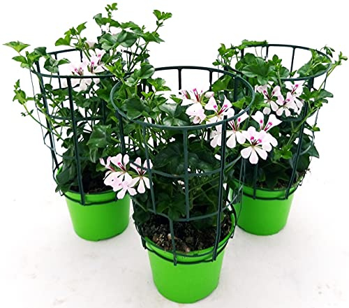 POWERS TO FLOWERS - GERANIO PARIGINO BIANCO HERCULES, PELARGONIUM, 3 PIANTE VASO 14, piante vere