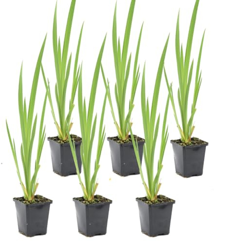 Bloomique - Lot de 6 - Iris Pseudacorus - Iris jaune - Plantes de bassin - Plantes aquatiques - Rustique - Hauteur 20-30 cm - Pot 9 cm