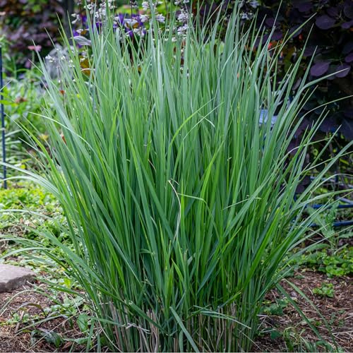 Panicum 'Northwind' Switchgrass, Panicum Virgatum, Ornamental Blue-Green Garden Grass, Upright Growth Habit 9cm