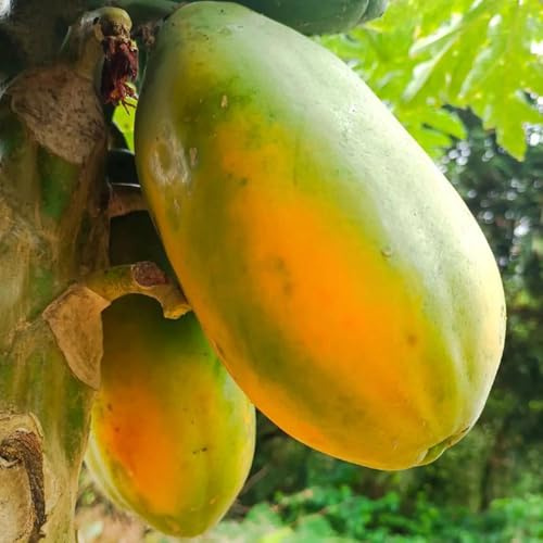 Semillas de plátano indio,Cultivo,decoración jardines al aire libre.columnares,Maceta bonsái,árbol para jardín perennes 20pcs