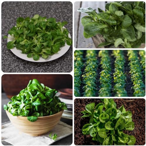 lattuga di agnello biologica aromatiche biologiche e invernali semi di lattuga da giardino perenni resistenti decorazioni da giardino per esterni invernali, 400Semi
