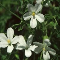 Plant World Seeds - Geranium Robertianum 'Celtic White' Seeds (Perennial Flower Seeds)
