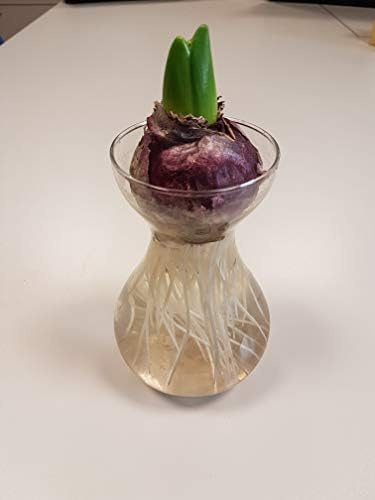 Giacinto Set Bulbo + Vaso - Hyacinthus Set Bulb + Vase - Set per fioritura Idro (Fondant (rosa-bianco/rose-white))