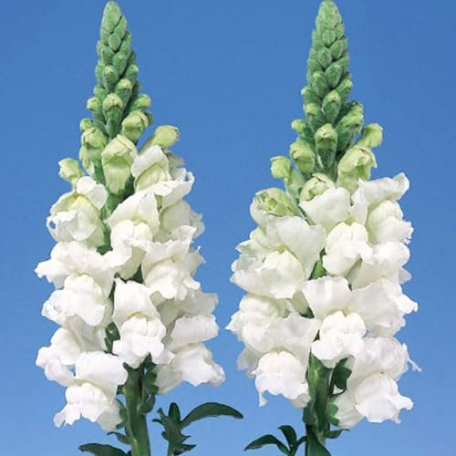 Welldales 100 British White Giant Snapdragon Flower Seeds UK Antirrhinum Plants to Grow
