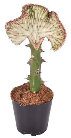 Euphorbia Lactea Cristata Rosso - Cactus - Pianta d'appartamento - 30 cm - Ø 10,5 cm