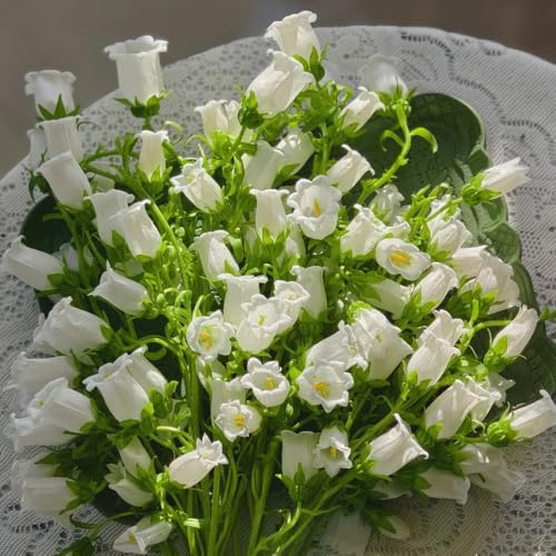 semillas de campanilla, balcón, Campánula mediana, Las de jardín resistentes decoración de la sala 50pcs