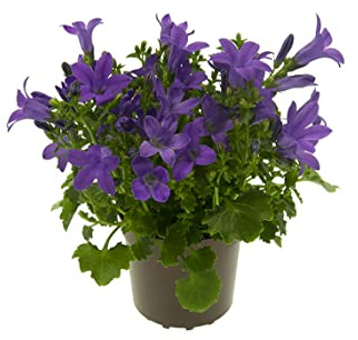 Flor Natural Campanula de Color Azul para Interior y Exterior Planta Ornamental