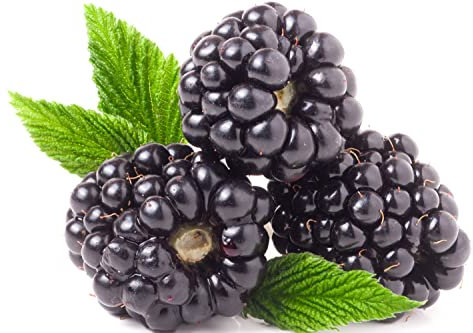 BlackBerry Plants, 'Oregon Thornless', 1 x Full Plant in a 3 Litre Pot, Blackberries, Garden Ready and Ready to Plant, Premium Quality Fruit