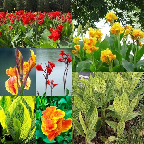 bulbos de canna de canna decorativas Bulbos lirio caña perennes interior temprana para 5pcs