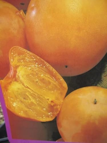Kakibaum Vaniglia - Sharonfrüchte - Kaki Diospyros Vaniglia - Hochstamm