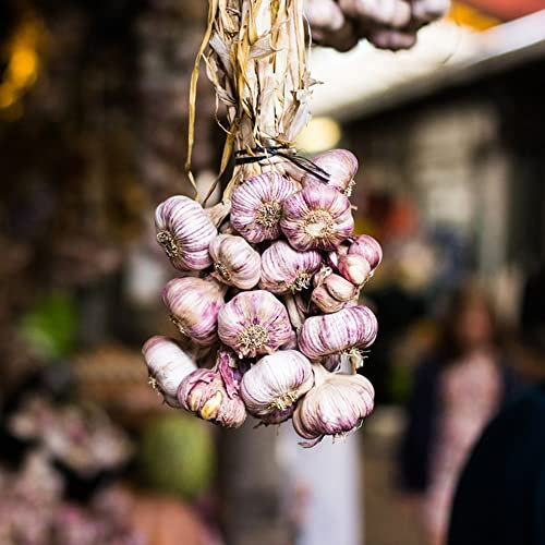pflanzknoblauch bio, knoblauch pflanzen, Steckknoblauch geschenke für den garten kletterpflanzen für schatten, wintergemüse samen balkonpflanzen, gemüse pflanzen kräuterpflanzen garten - 4 Stück (Rot)