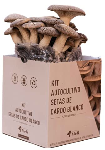 Setas Meli - Kit Autocultivo | Seta de Cardo Blanco, Fresca y Ecológica, con Sustrato Rico en Nutrientes, para los Amantes de la Naturaleza y la Cocina | 5 kg