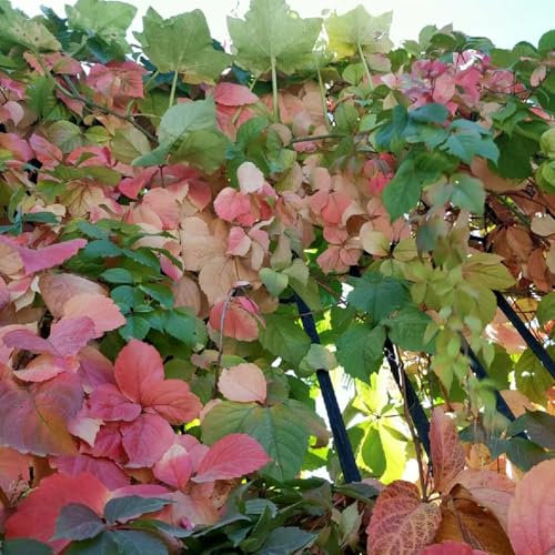 400 Pcs Wilder Wein Winterhart Schnellwachsend Samen - Steingartenpflanzen Winterhart Creeper Jungfernrebe Samen, Gartendeko Für Draußen Dekopflanzen Luftreinigende Zimmerpflanzen