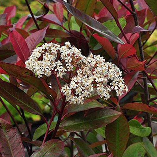 Photinia Fraseri 'Red Robin'- Photinia x fraseri 'Red Robin' 40-60 cm en conteneur