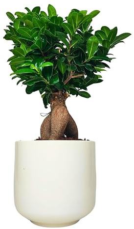I GIARDINI DI GIULIA - Bonsai Ficus Ginseng | Tronco e Radici Aeree Uniche | Resistente e a Bassa Manutenzione | Vaso Ceramica 16 cm, Tronco marrone foglie verdi, Vaso bianco