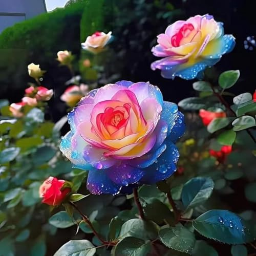 Rosen pflanzen zwiebeln,winterhart mehrjährig,seltene pflanzen,Mysteriöse magische Glühbirne,schnittblumen,Rosen pflanzen Kaufen,rosenzwiebel,rosenrhizom,Schwarze rosen pflanzen.-1zwiebeln-G