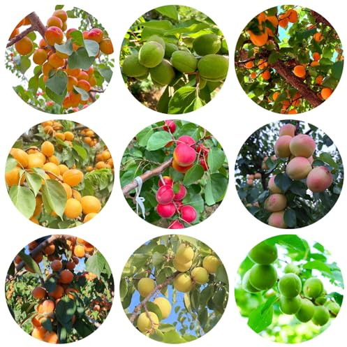 semillas resistentes del albaricoquero - jardín decorativas, orgánicas 20pcs