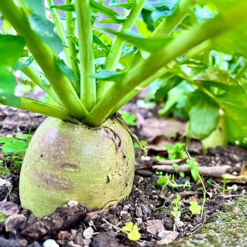 semillas de rábano, cocina con de Rabano sativus, semillas de invierno exóticas 300pcs
