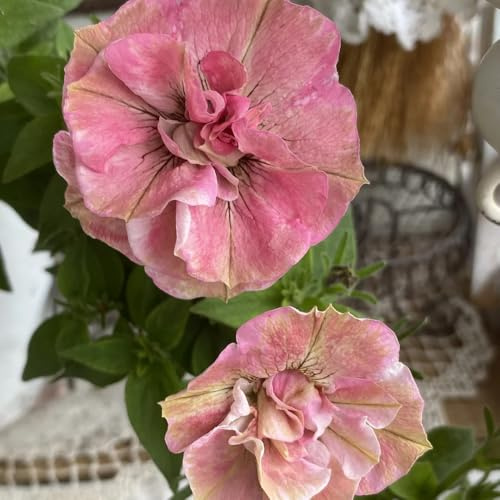 semi di petunia appesi di campo, balcone, decorativi di petunia petunia esotiche resistenti, balcone, 150pcs