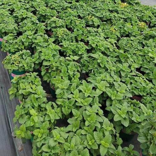 semi di melissa - resistenti balconi perenni giardino esterno 500pcs