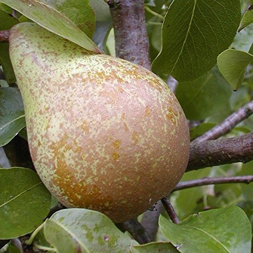 Birnenbaum Köstliche v. Charneux LH 160-180 cm, Birnen gelb, Halbstamm, stark wachsend, im Topf, Obstbaum winterhart, Pyrus communis