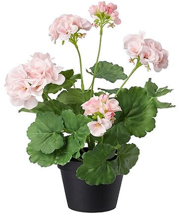 50 graines de géranium vert