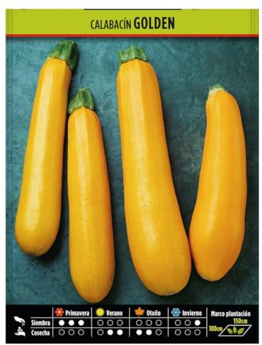 Semillas Hortícolas - Calabacin Golden - Semillas listas para plantar.