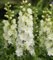 Nuovi semi freschi di fiori di delphinium bianco 100 pezzi