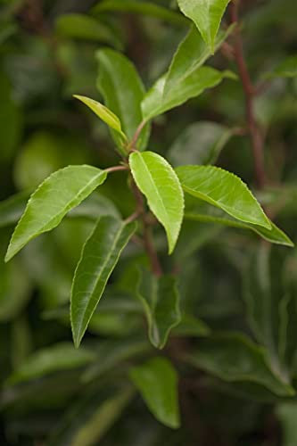Prunus lusitanica 100-125 cm - Portugiesischer Kirschlorbeer, immergrün, ideal als Hecke, pflegeleicht, winterhart