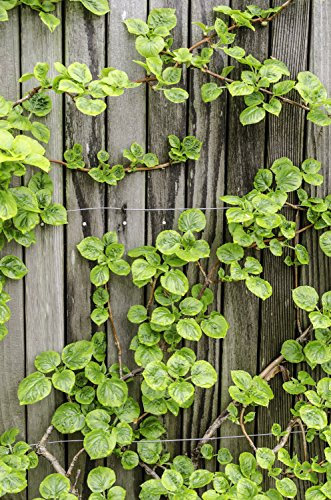 Weiße Kletterhorstensie - Hydrangea Anomala var. Petiolaris - Größe 50-70cm Topf 2Ltr.